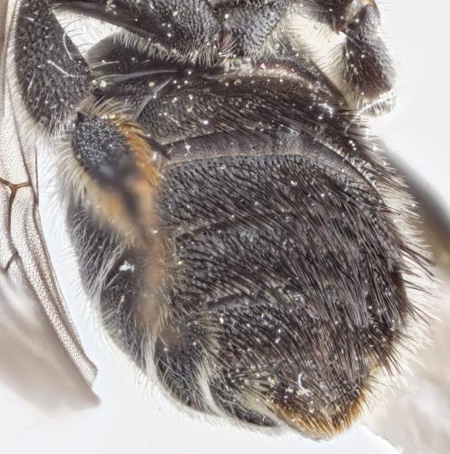 Osmia caerulescens